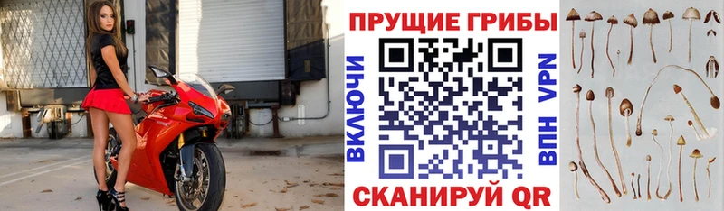 Псилоцибиновые грибы Psilocybe  Апшеронск 